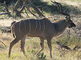 Africa 271 : Africa, Animal, Botswana, Greater Kudu, Mammal, Mombo, Okavango